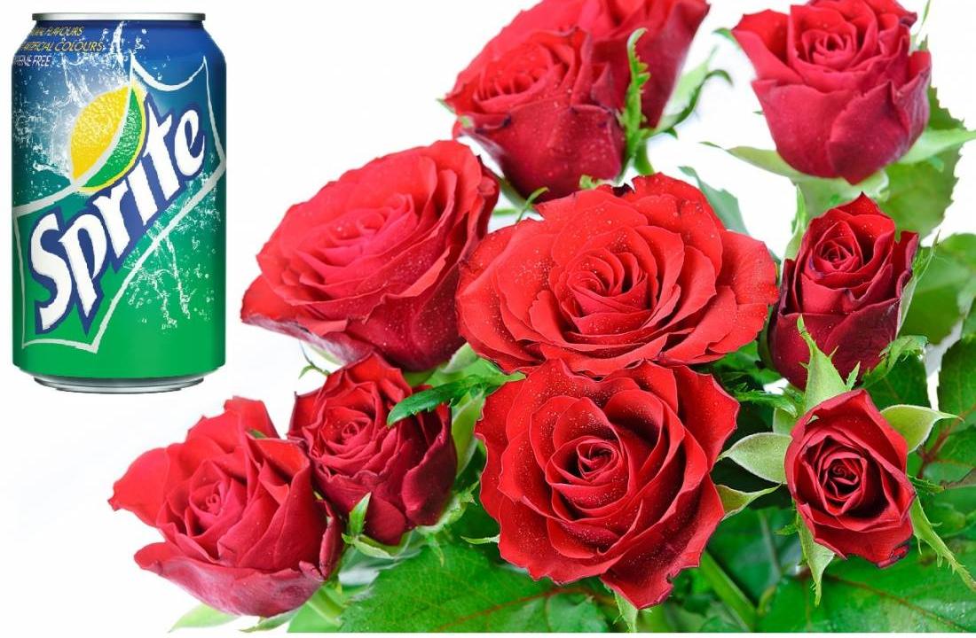 KAS BENDRO TARP SKINTŲ GĖLIŲ IR MŪSŲ PAMĖGTO GAIVIOJO GĖRIMO „SPRITE“ ?
