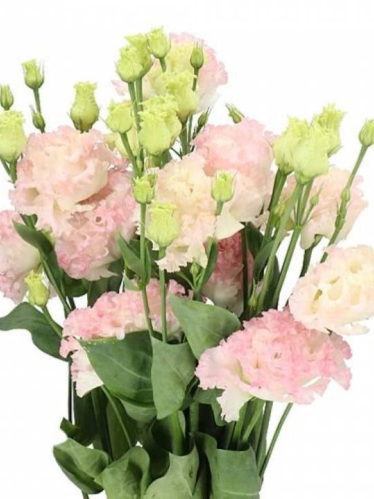 Eustoma šviesiai rožinė 70 cm